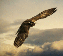 Eagle's in flight's avatar